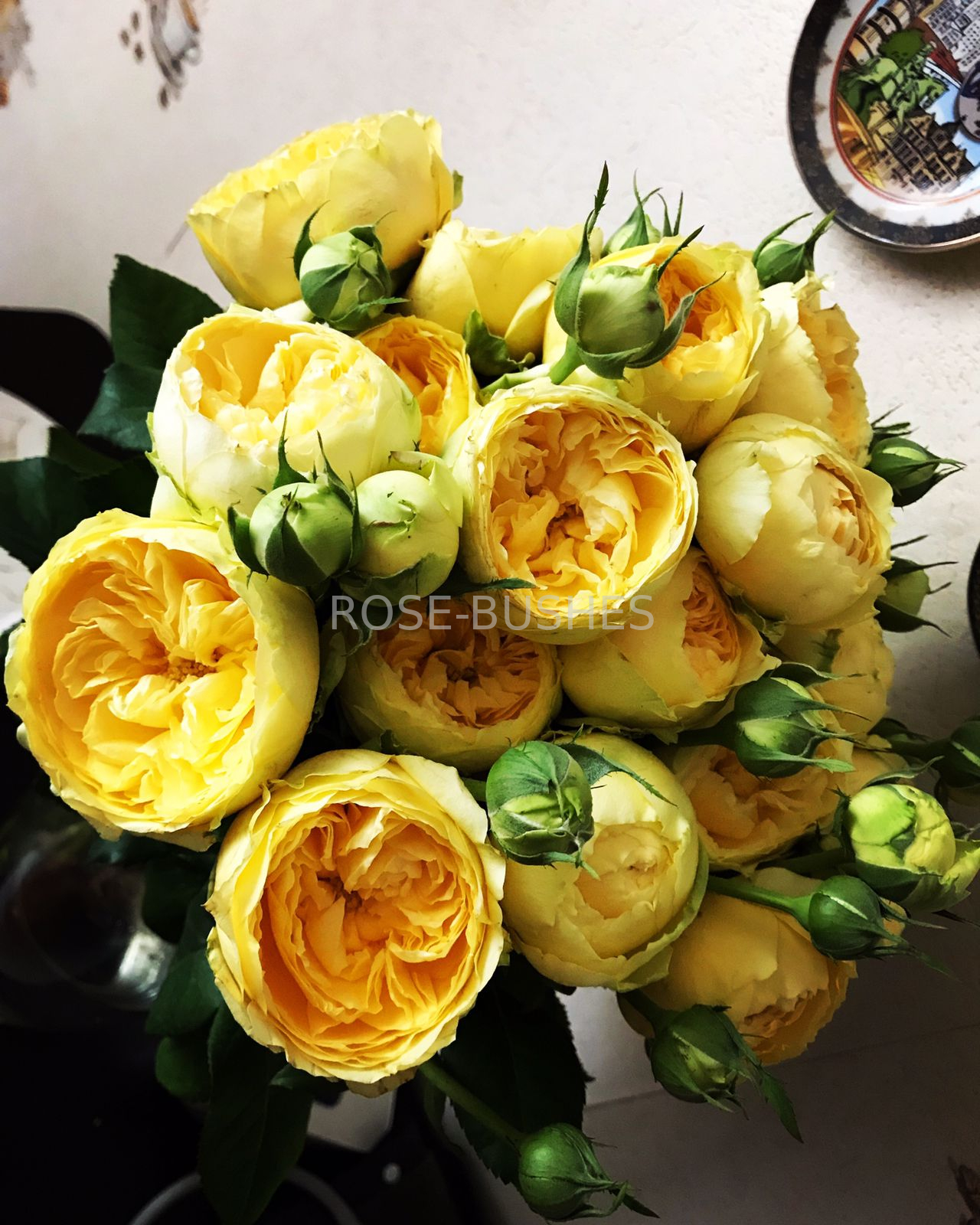 ����� ������. Lemon Pompom. (����. ��������.)